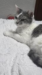 Reunited Female Cat last seen At my hse., Oklahoma City, OK 73159
