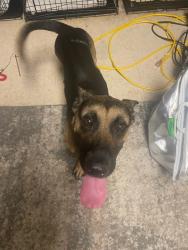 Found/Stray Male Dog last seen Hearthstone Animal Clinic., Houston, TX 77095
