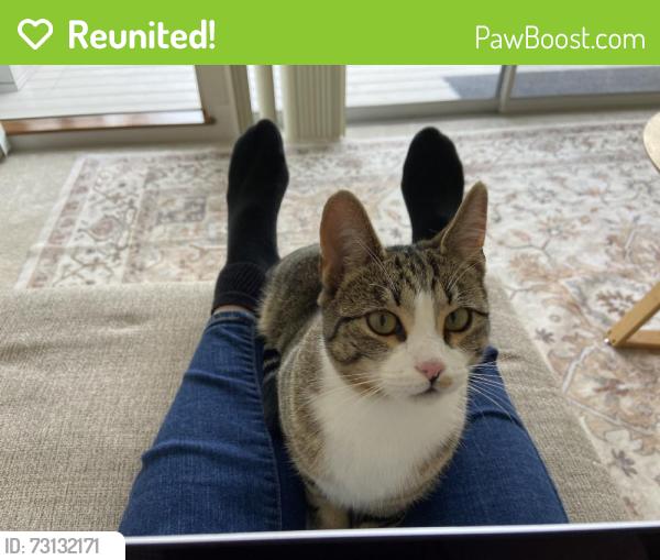 Reunited Male Cat last seen Near Humbug Way, Auburn, CA 95603, USA, Auburn, CA 95603