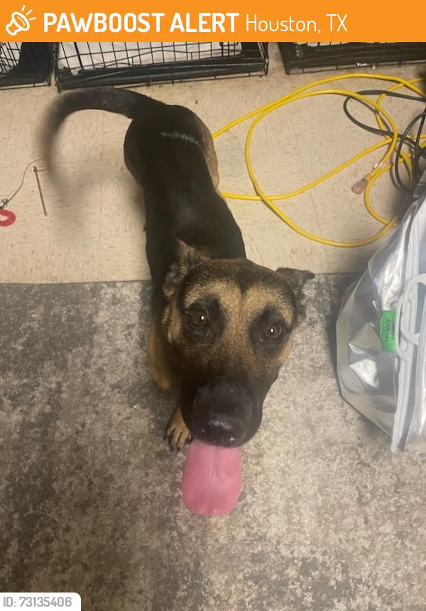 Found/Stray Male Dog last seen Hearthstone Animal Clinic., Houston, TX 77095