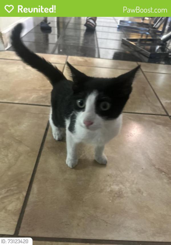 Reunited Unknown Cat last seen N A Street and 15th Avenue, Lake Worth Beach, FL 33460
