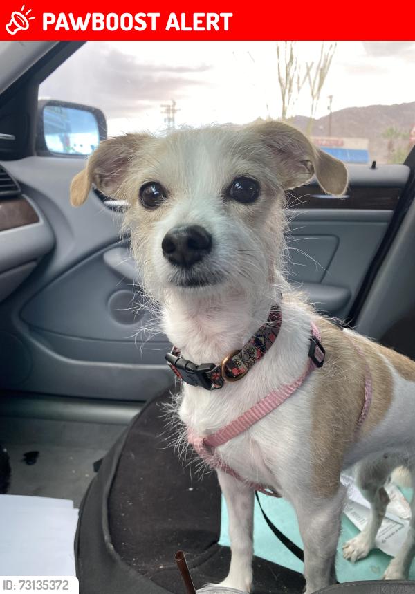 Lost Female Dog last seen Sunval and Wilson in Wonder valley, Twentynine Palms, CA 92277