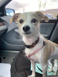 Lost Female Dog last seen Sunval and Wilson in Wonder valley, Twentynine Palms, CA 92277