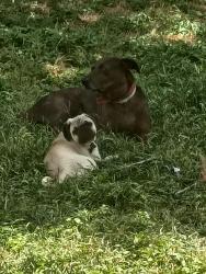 Reunited Female Dog last seen N. SN Marcos St., Seguin, TX 78155