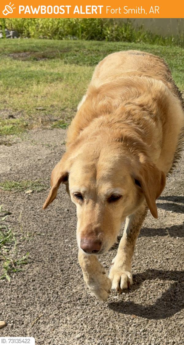 Found/Stray Female Dog last seen La mesa on Waldron, Fort Smith, AR 72903