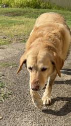 Found/Stray Female Dog last seen La mesa on Waldron, Fort Smith, AR 72903