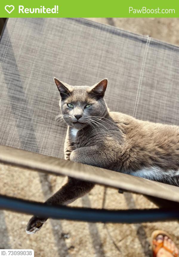 Reunited Male Cat last seen 33rd and New Jersey, Indianapolis, IN 46205