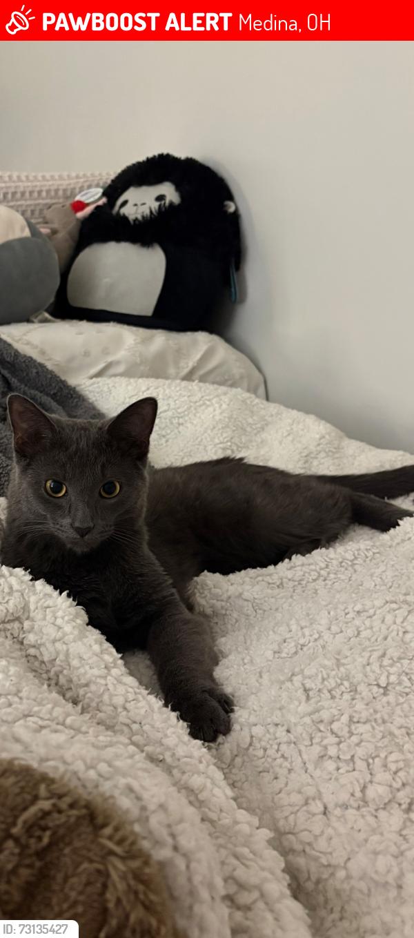 Lost Male Cat last seen Remsen Rd and Pearl Rd, Medina, OH 44256