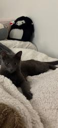 Lost Male Cat last seen Remsen Rd and Pearl Rd, Medina, OH 44256