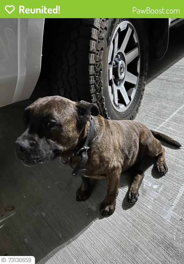 Reunited Male Dog last seen 115th and imperial, Los Angeles, CA 90059