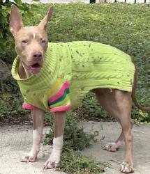 Found/Stray Female Dog last seen S new Braunfels & arransas, San Antonio, TX 78210