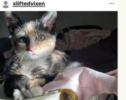 Lost Female Cat last seen 21st and arkansas, Wichita, KS 67204