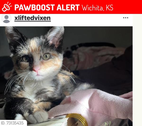 Lost Female Cat last seen 21st and arkansas, Wichita, KS 67204