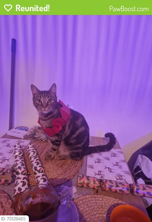 Reunited Male Cat last seen Portland road, Nottingham, England NG7 4GN