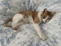 Reunited Male Cat last seen Greenfield and Wiltshire, Berkley, MI 48072