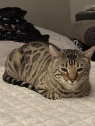 Reunited Male Cat last seen Near s nome street and bayaud, Aurora, CO 80012