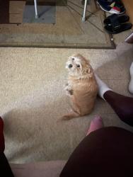 Lost Male Dog last seen North 23rd st Ave m, Fort Pierce, FL 34950