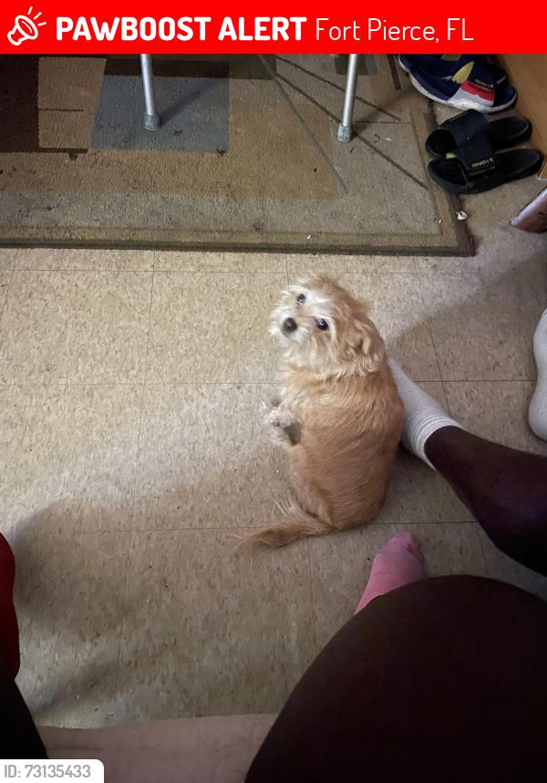 Lost Male Dog last seen North 23rd st Ave m, Fort Pierce, FL 34950