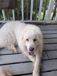 Reunited Male Dog last seen Hankins Ln, Powell, TN 37849