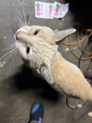 Found/Stray Male Cat last seen South Orange and Fransiquito, West Covina, CA 91790