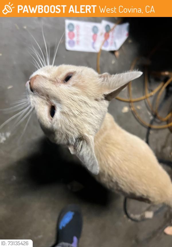 Found/Stray Male Cat last seen South Orange and Fransiquito, West Covina, CA 91790