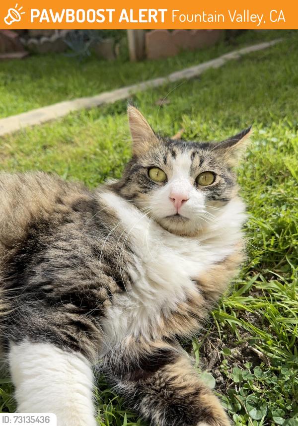 Found/Stray Female Cat last seen Mile Square Park, Fountain Valley, CA 92708