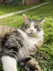 Found/Stray Female Cat last seen Mile Square Park, Fountain Valley, CA 92708