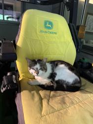 Lost Male Cat last seen Legends Gold Course, Credit River, MN 55372