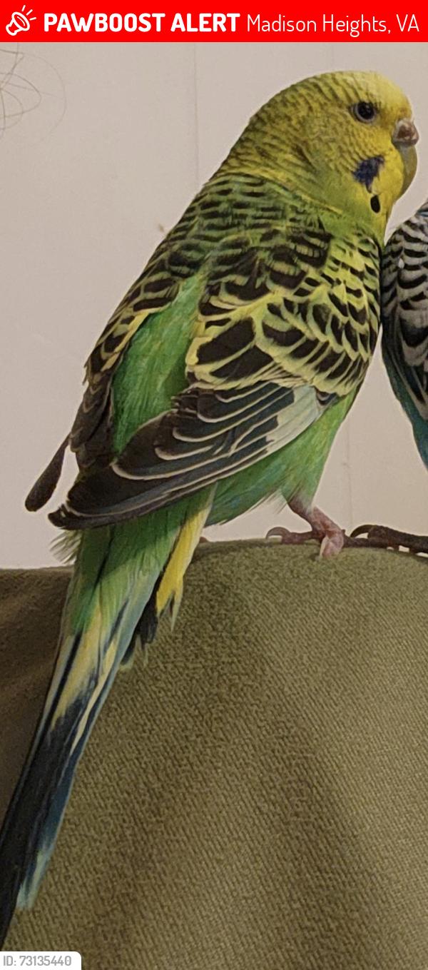 Lost Female Bird last seen DePaul, Madison Heights, VA 24572