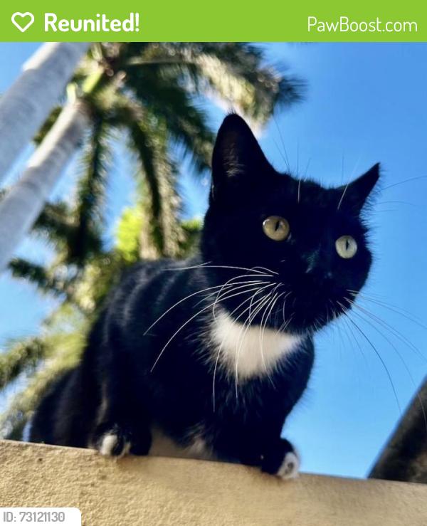 Reunited Male Cat last seen Between 10 and 11 Pennsylvania Avenue, South Beach, Miami Beach, FL 33139