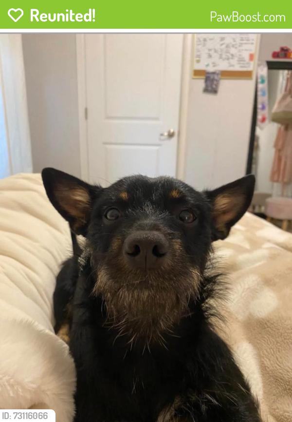 Reunited Male Dog last seen Near rendon new hope rd, Fort Worth, TX 76140