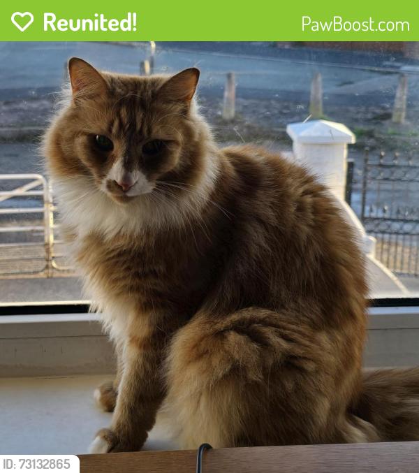 Reunited Male Cat last seen Foundry Lane, Willeton Str, Bucknall, Stoke-on-Trent, Stoke-on-Trent, England 