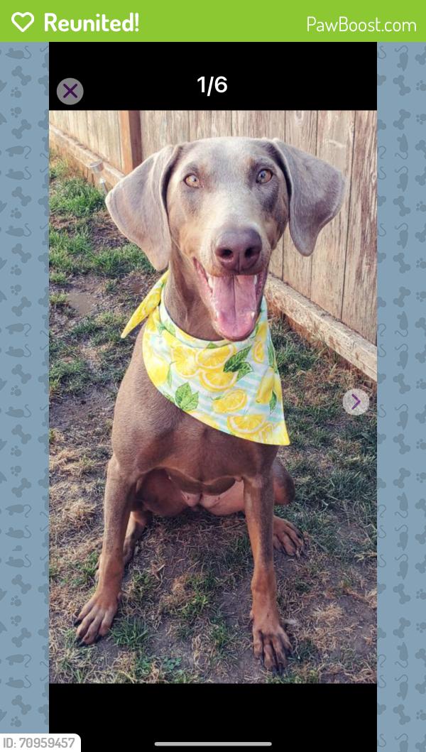 Reunited Female Dog last seen Loomis Trail / BirchBay Lynden Rd, Custer, WA 98240