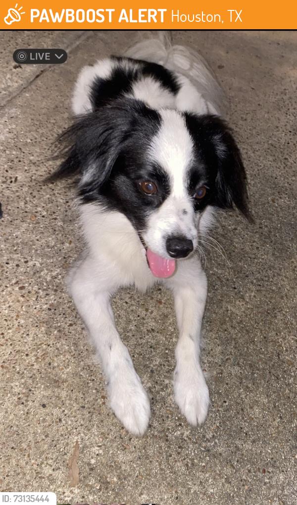 Found/Stray Male Dog last seen Astoria Blvd, Houston, TX 77089