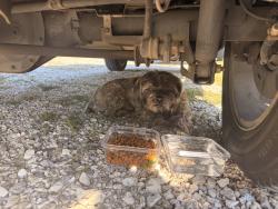 Found/Stray Unknown Dog last seen Colonel Myers rd, Benton County, AR 72718