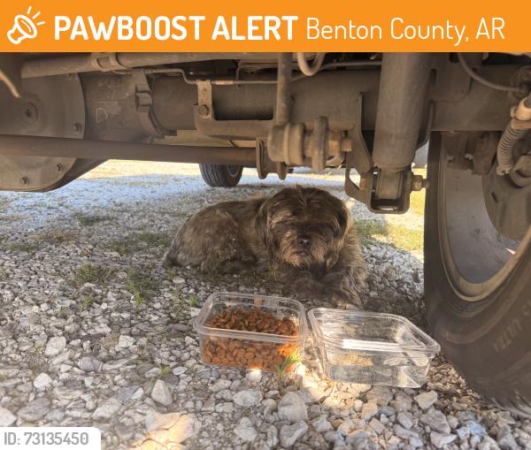 Found/Stray Unknown Dog last seen Colonel Myers rd, Benton County, AR 72718