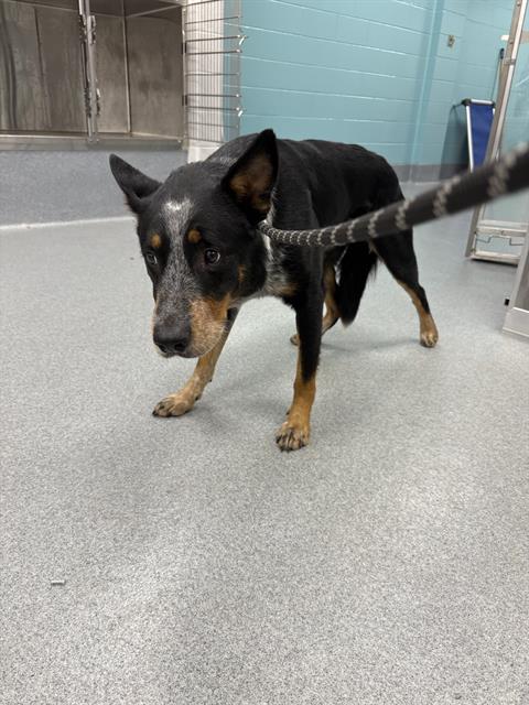 Shelter Stray Male Dog last seen Near, 2600 S Harding St, Indianapolis, IN 46221, USA