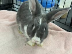 Shelter Stray Female Other last seen , 14409 Vanowen St, Van Nuys, CA 91405, USA