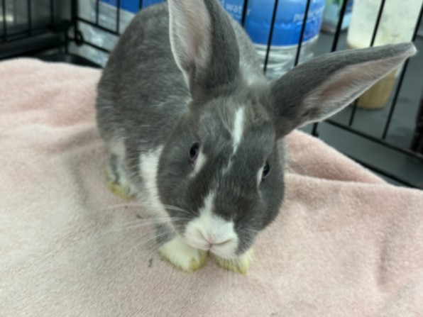 Shelter Stray Female Other last seen , 14409 Vanowen St, Van Nuys, CA 91405, USA