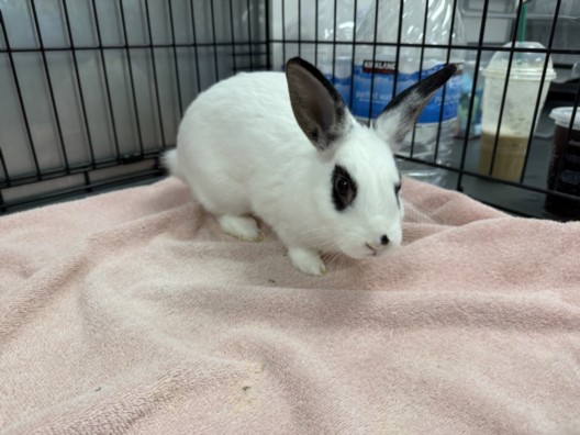 Shelter Stray Female Other last seen , 14409 Vanowen St, Van Nuys, CA 91405, USA