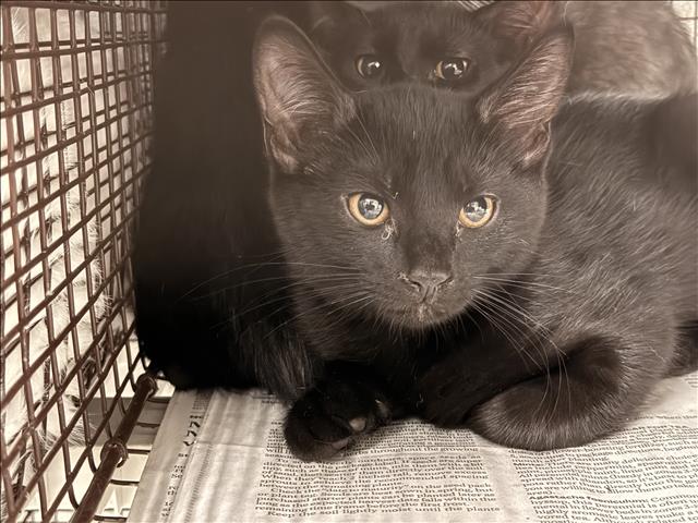 Shelter Stray Female Cat last seen , 14409 Vanowen St, Van Nuys, CA 91405, USA