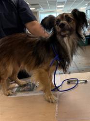 Shelter Stray Male Dog last seen , 14409 Vanowen St, Van Nuys, CA 91405, USA