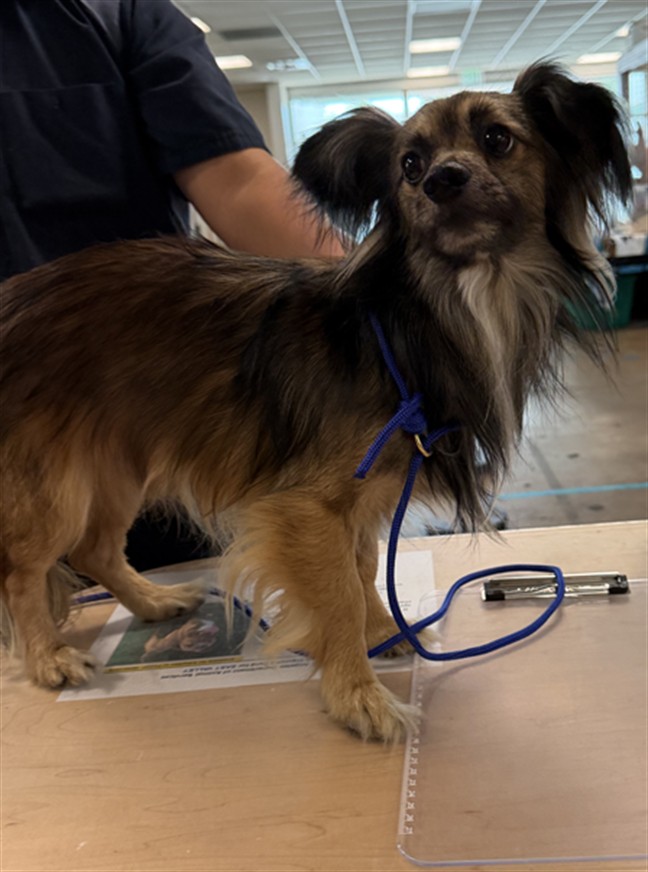 Shelter Stray Male Dog last seen , 14409 Vanowen St, Van Nuys, CA 91405, USA