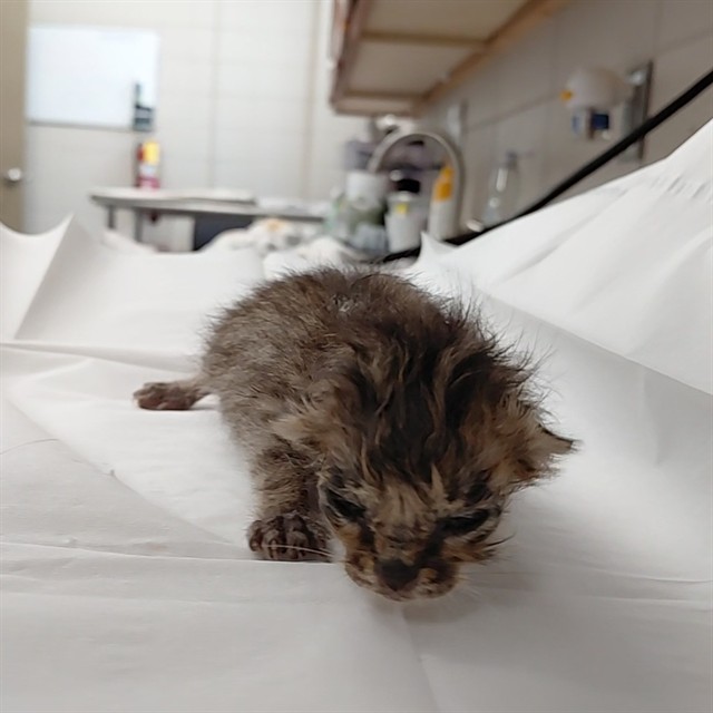 Shelter Stray Male Cat last seen MALLARD RD SW, 4950 SW Triana Blvd, Huntsville, AL 35805, USA
