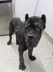 Shelter Stray Female Dog last seen Near BLOCK STOUT ST, DETROIT MI 48219, 7401 Chrysler Dr, Detroit, MI 48211, USA