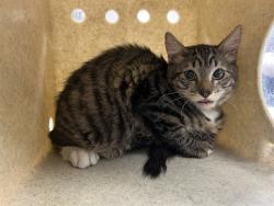 Shelter Stray Male Cat last seen , 38550 Sierra Hwy, Palmdale, CA 93550, USA