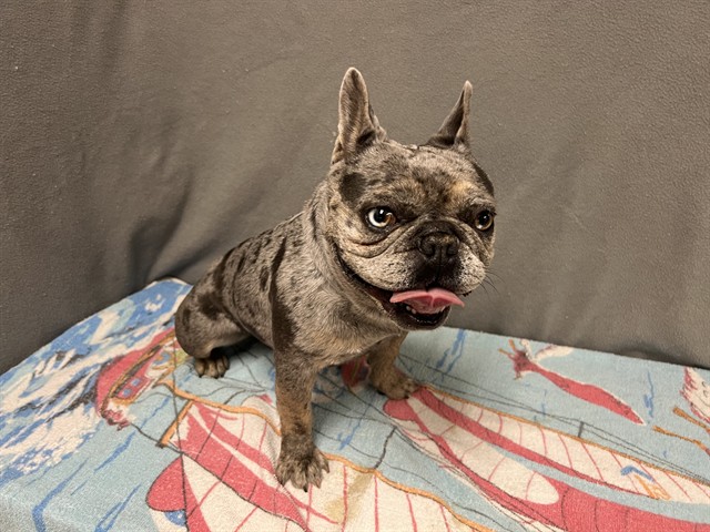 Shelter Stray Female Dog last seen , 38550 Sierra Hwy, Palmdale, CA 93550, USA
