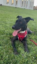 Shelter Stray Female Dog last seen CHARLOTTE, 8315 Byrum Dr, Charlotte, NC 28217, USA