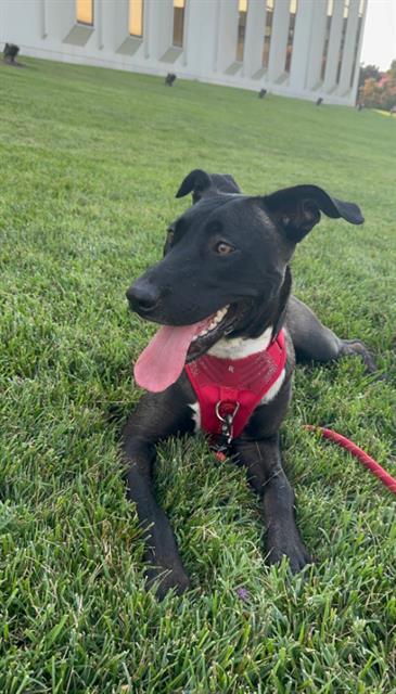 Shelter Stray Female Dog last seen CHARLOTTE, 8315 Byrum Dr, Charlotte, NC 28217, USA
