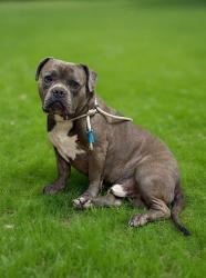 Shelter Stray Male Dog last seen , 38550 Sierra Hwy, Palmdale, CA 93550, USA